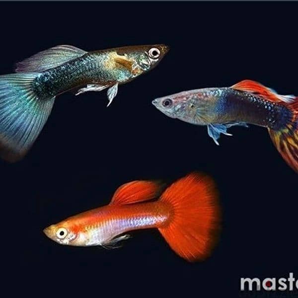 mix guppy available 1