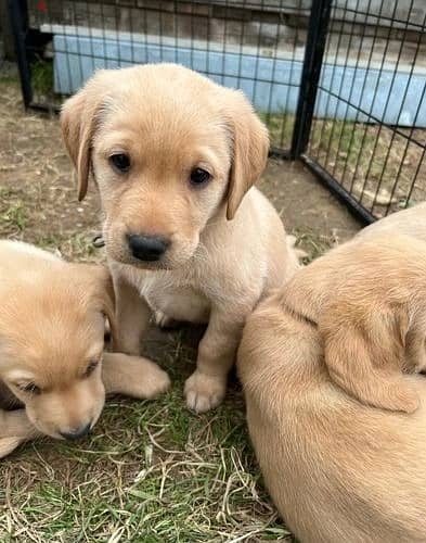 Whatsapp Me +972555074990 Labrador Puppies 1