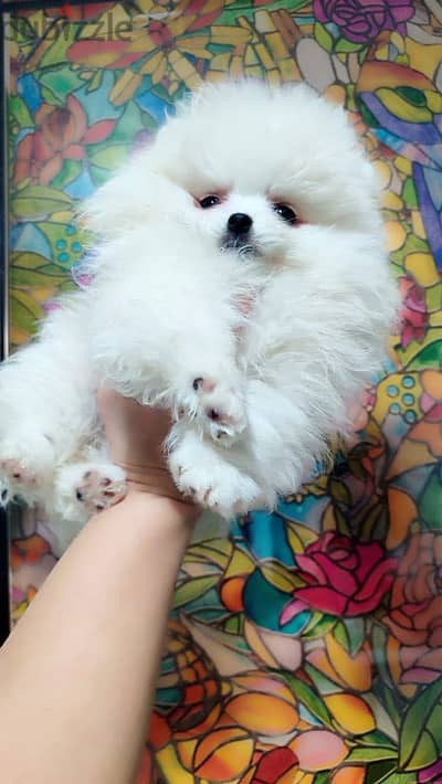 White Pomeranian For Sale. WhatsApp me ‪ +1 (484) 718‑9164‬