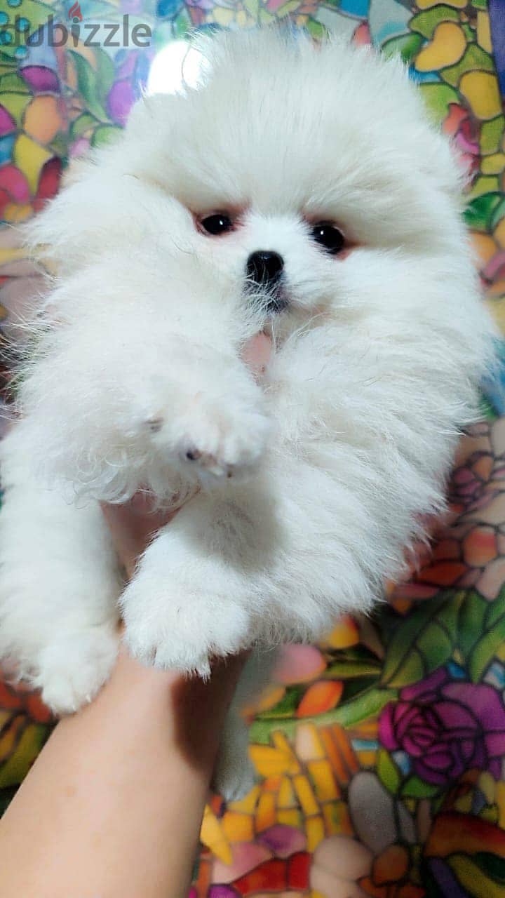 White Pomeranian For Sale. WhatsApp me ‪ +1 (484) 718‑9164‬ 1