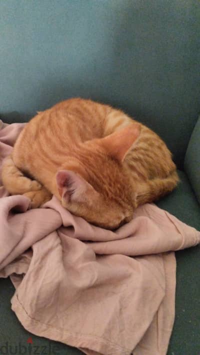 Orange cat for adoption(male)