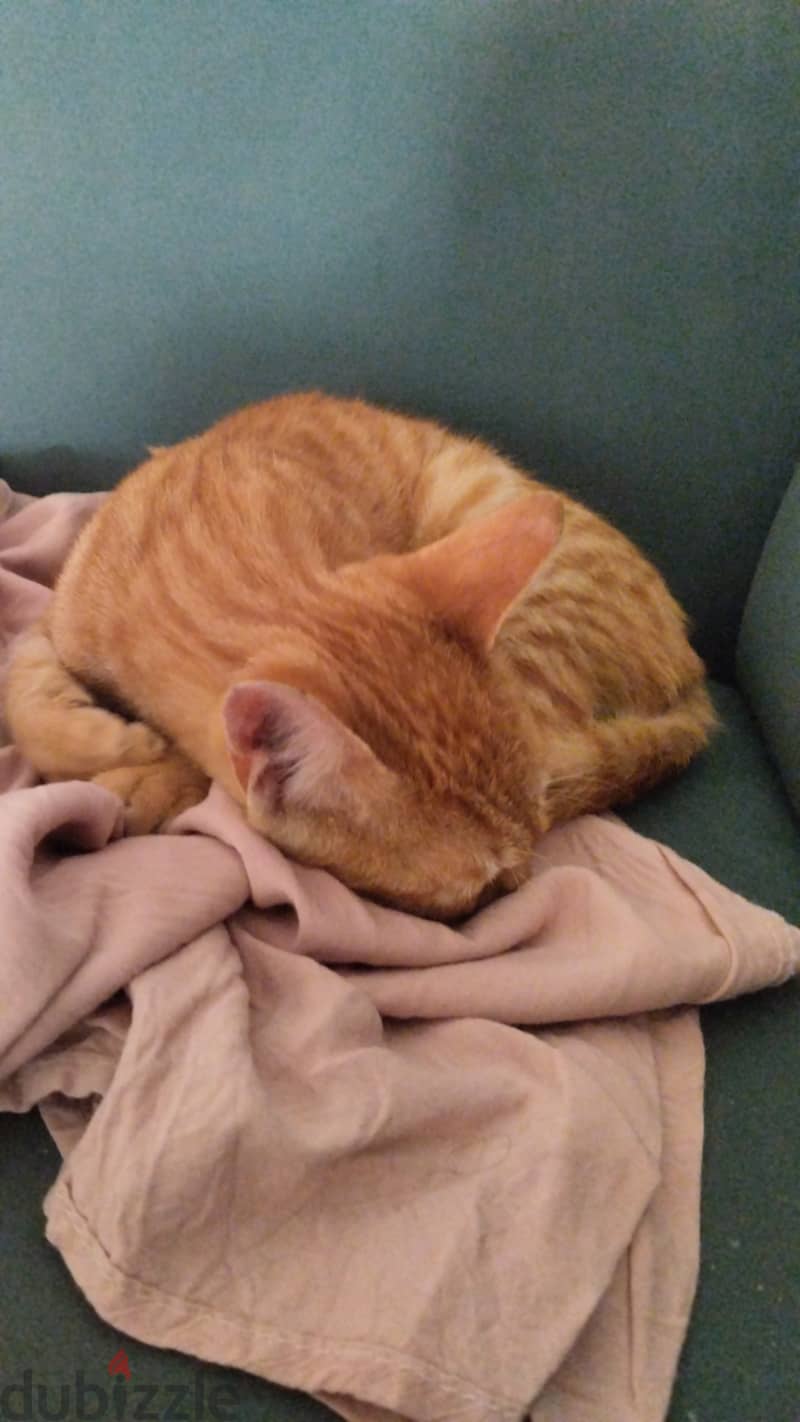 Orange cat for adoption(male) 0