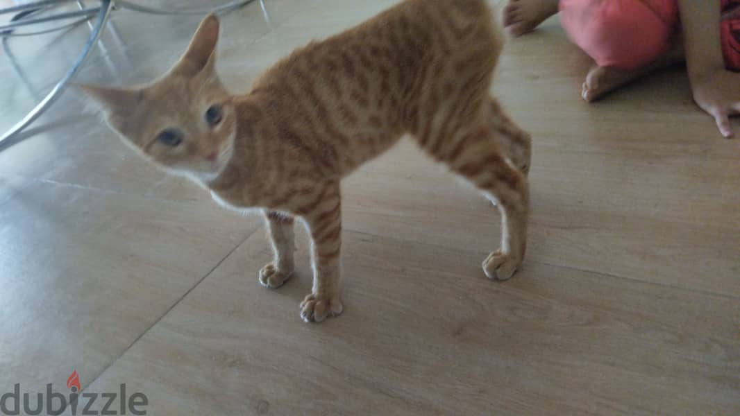 Orange cat for adoption(male) 1