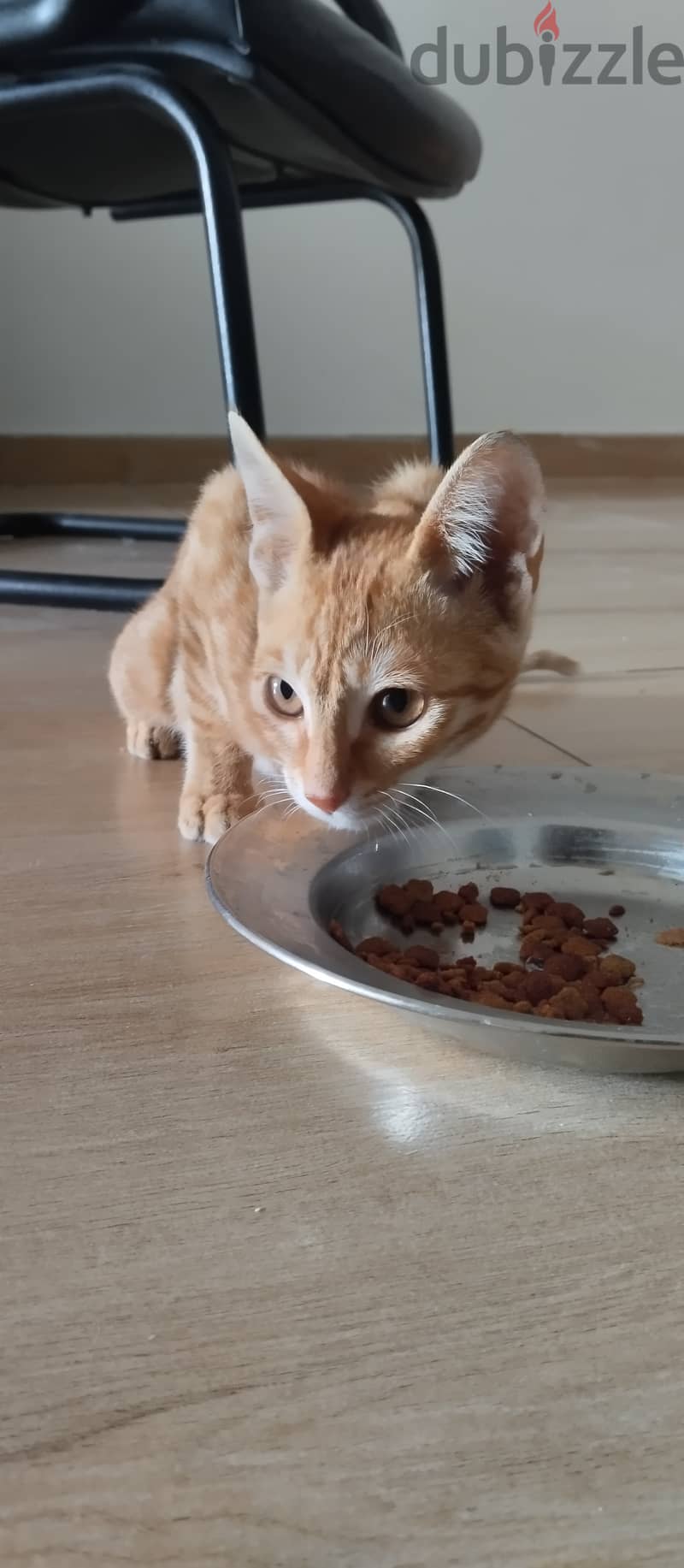 Orange cat for adoption(male) 2