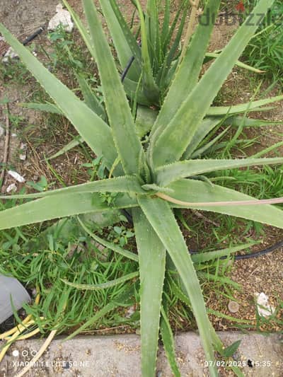 Aloevera plant or leaf fresh