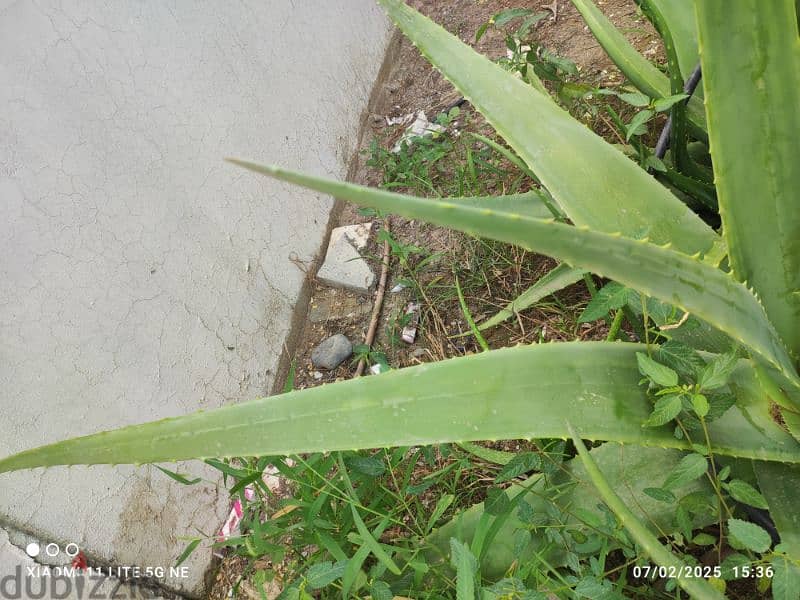 Aloevera plant or leaf fresh 1