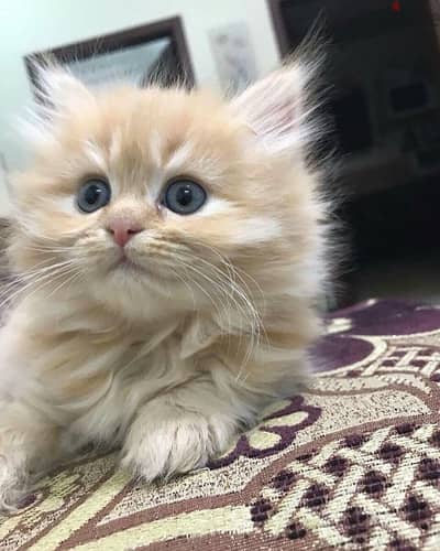 Persian Kitten 2 month old