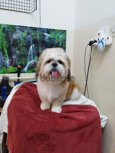 shih tzu male