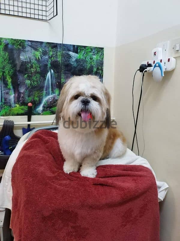 shih tzu male 0