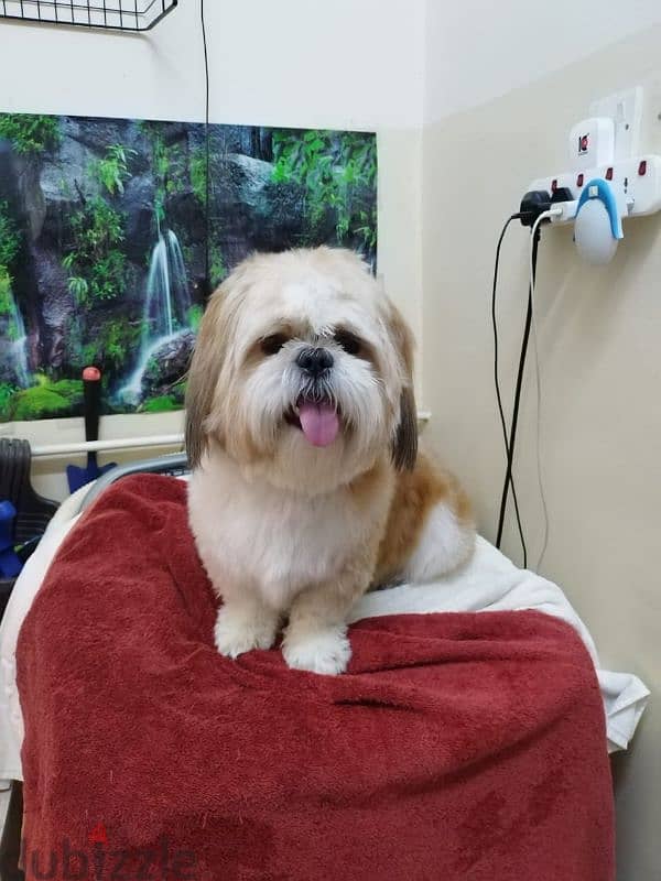 shih tzu male 1