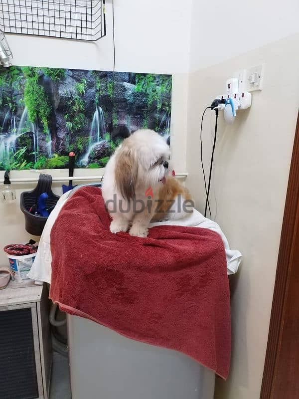 shih tzu male 2