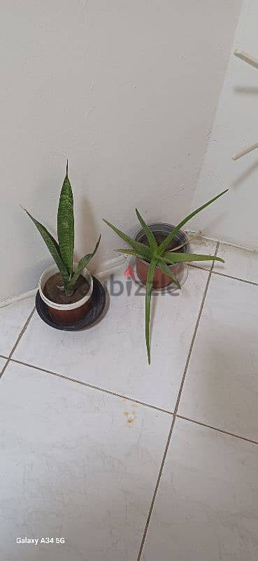 snake plant and aloe vera for sale