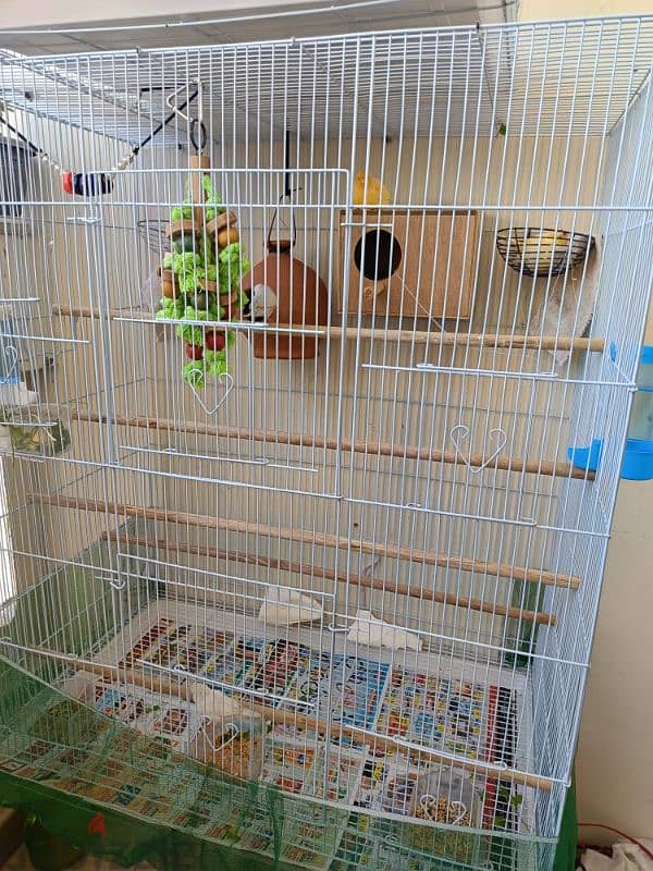 Big cage with Zebra Finches (male& female) 0