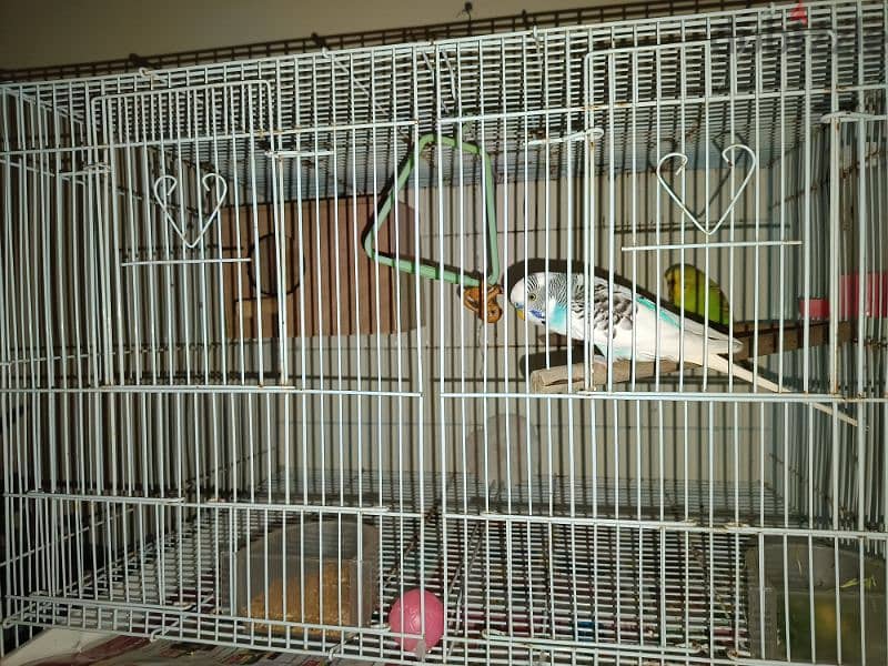 Budgie birds ( male & female). 0