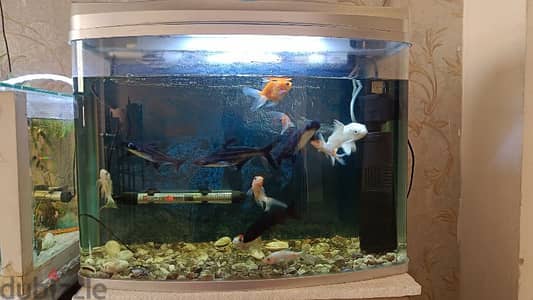 Big size Aquarium with Fishes