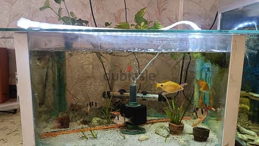 Medium size Aquarium with semi planted