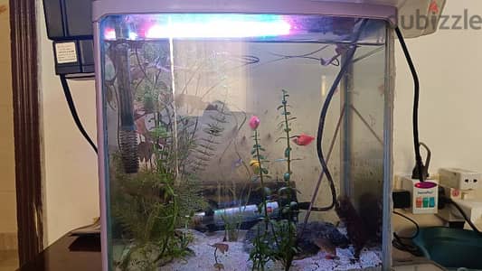 Fully Planted Aquarium with Fishes