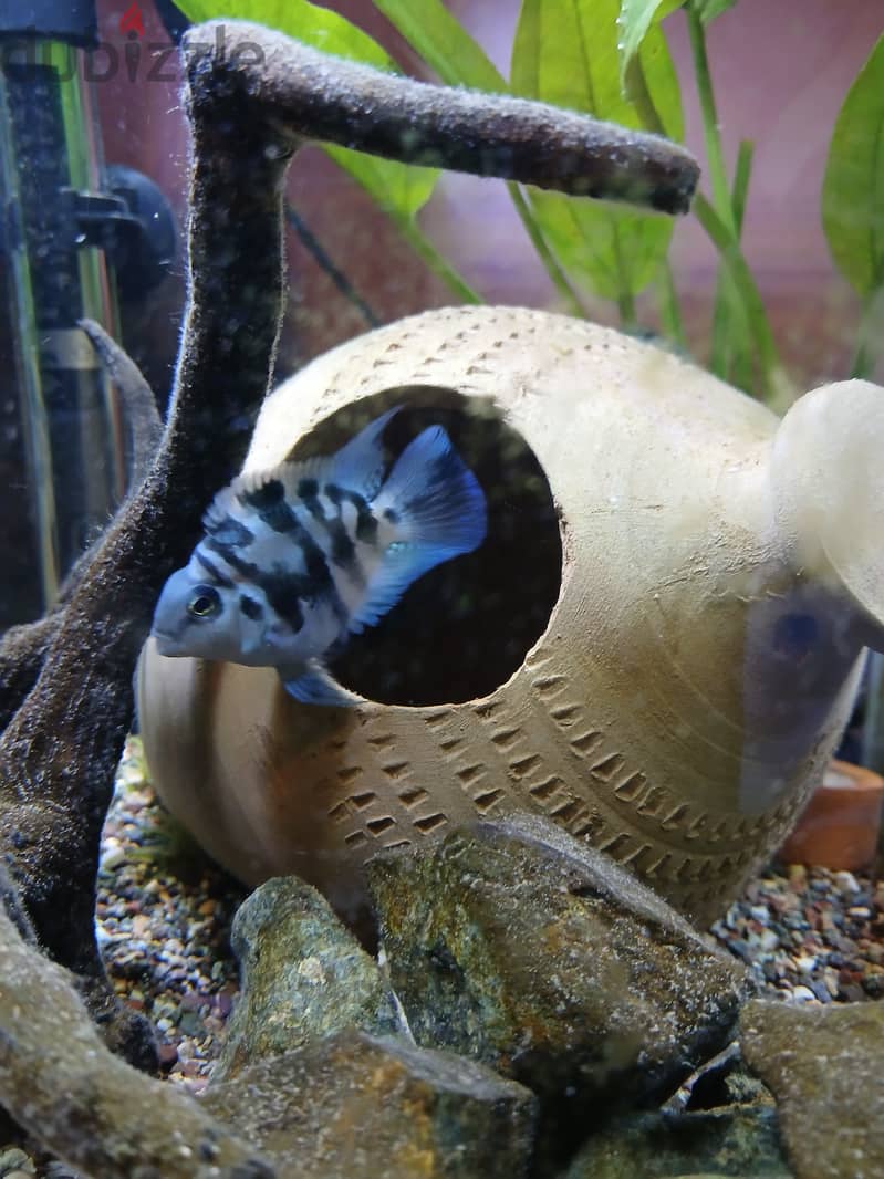 Polar blue breeding pair and others 0