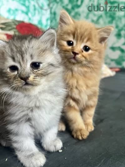 Persian çat kittens