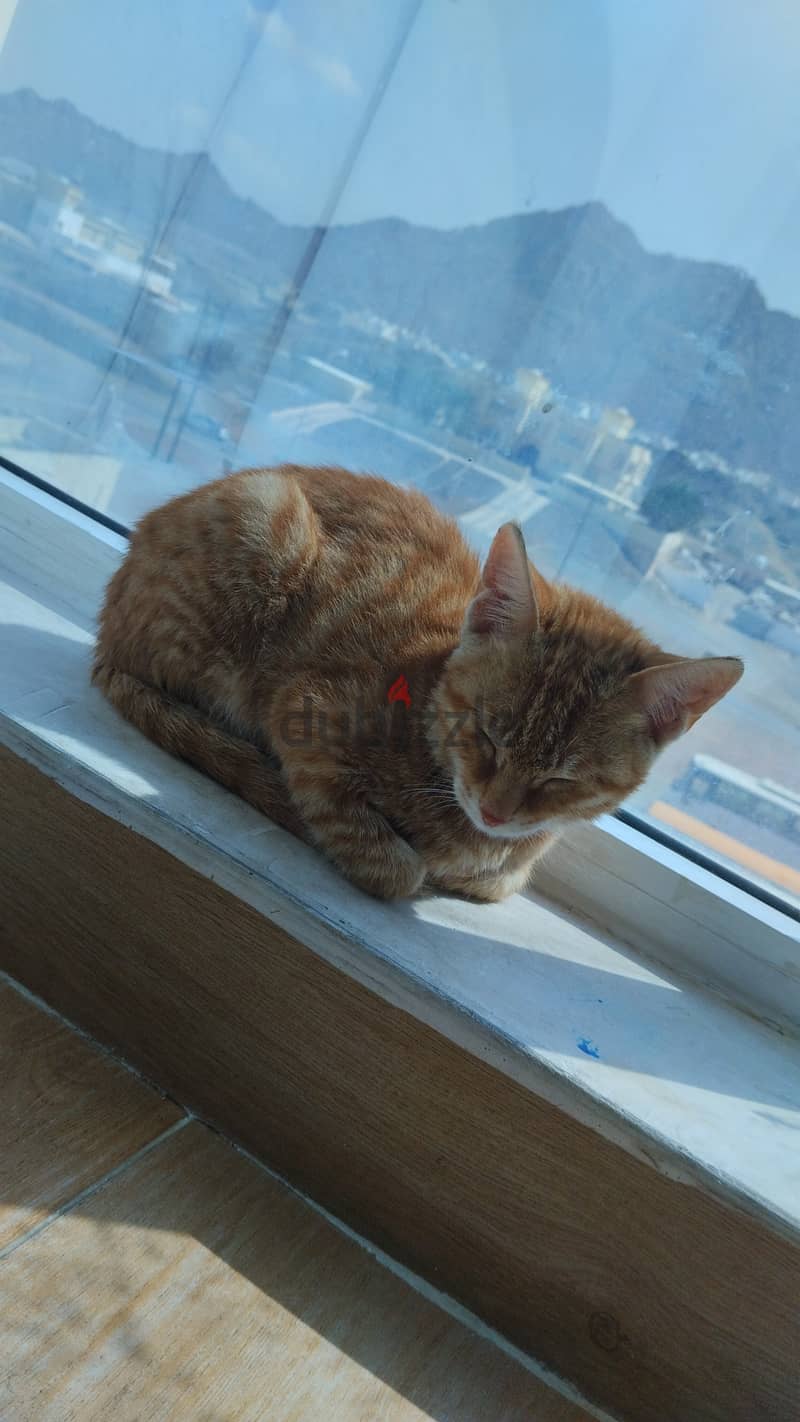 Orange cat for adoption(male) 3