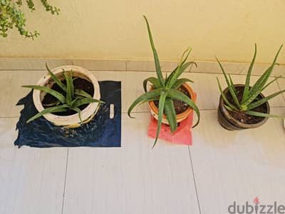 aloevera plants