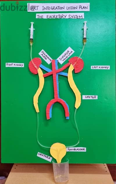 Science Project Excretory System 6th Grade