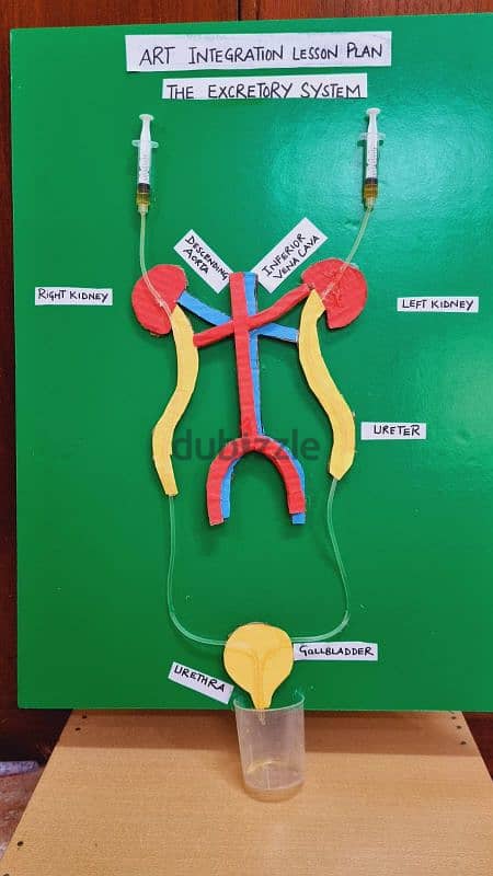 Science Project Excretory System 6th Grade 1