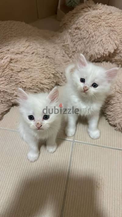 pure Persian kittens for sale