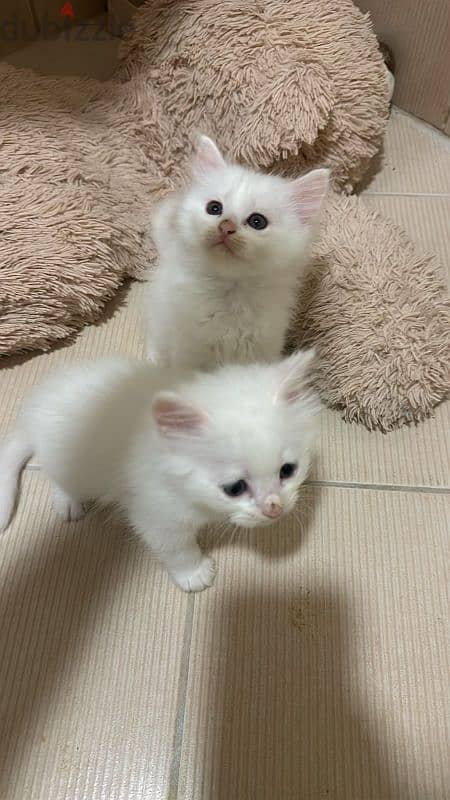 pure Persian kittens for sale 1