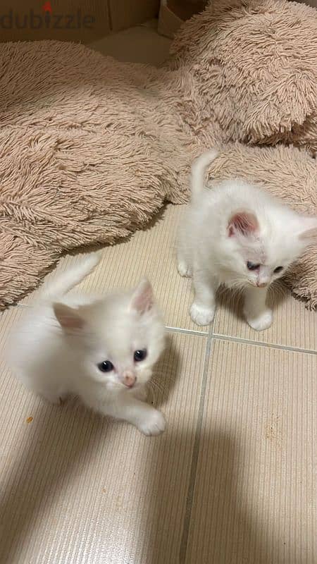 pure Persian kittens for sale 2