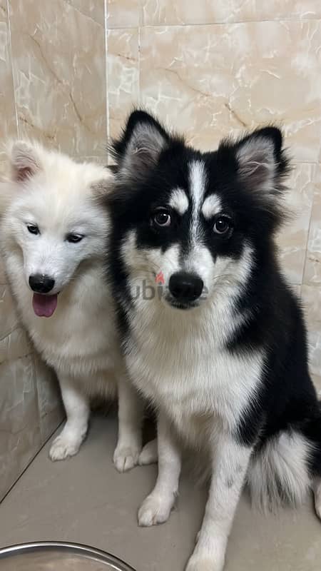 Huskys 4