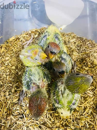 Opaline Lovebirds