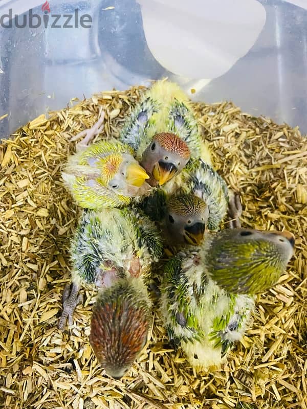 Opaline Lovebirds 0