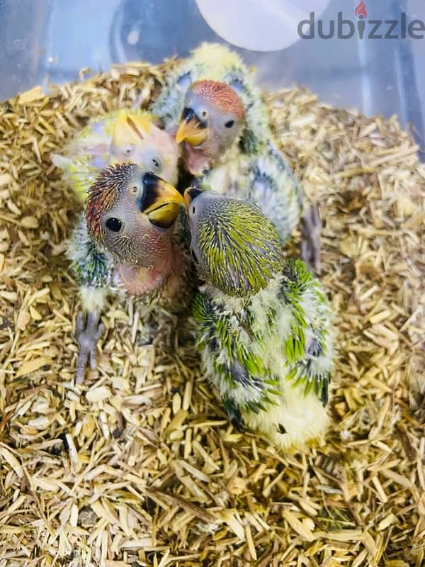 Opaline Lovebirds 2