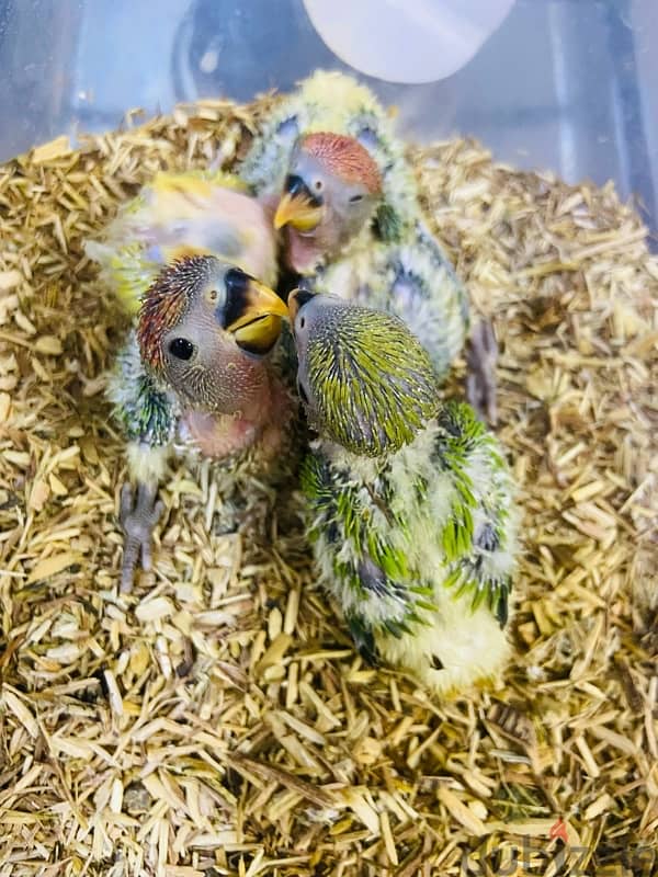 Opaline Lovebirds 3