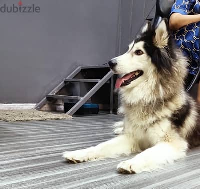 Male husky malamute