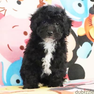 dog for sale Toy poodle puppy black female from Russia