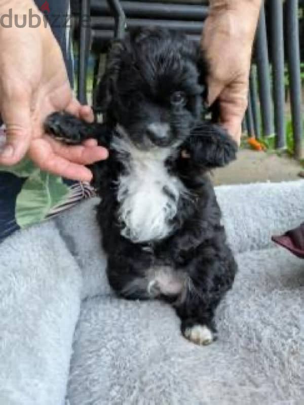 dog for sale Toy poodle puppy black female from Russia 1