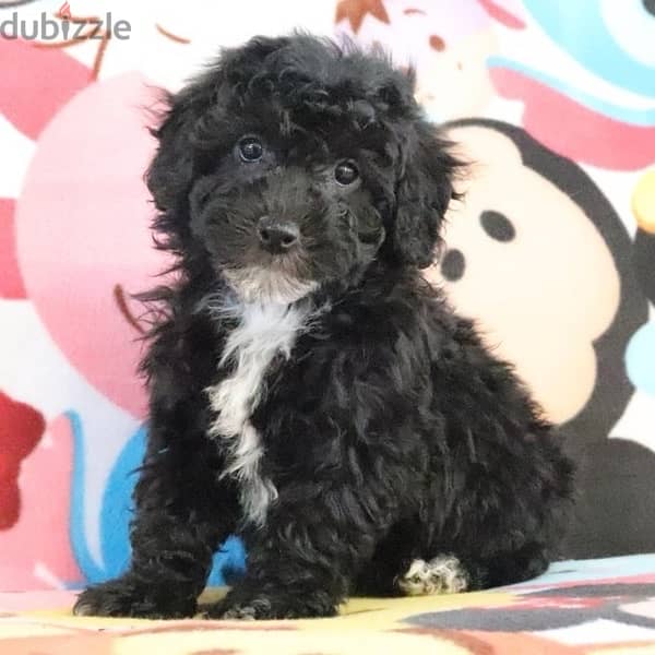 dog for sale Toy poodle puppy black female from Russia 2