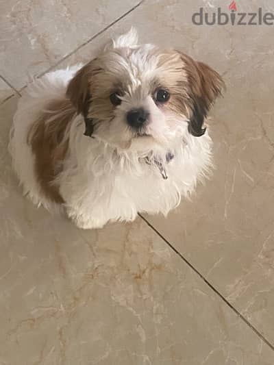 shihtzu female 3 months  old