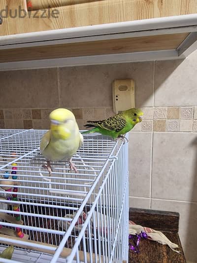 i want sell urgent my bird