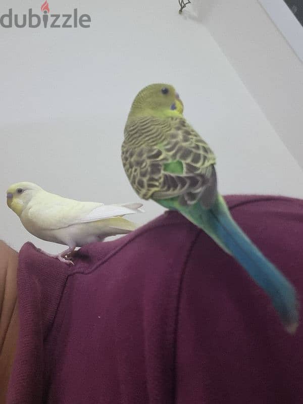 i want sell urgent my bird 1