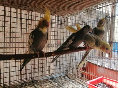 freindly cockatiel chicks for sale only