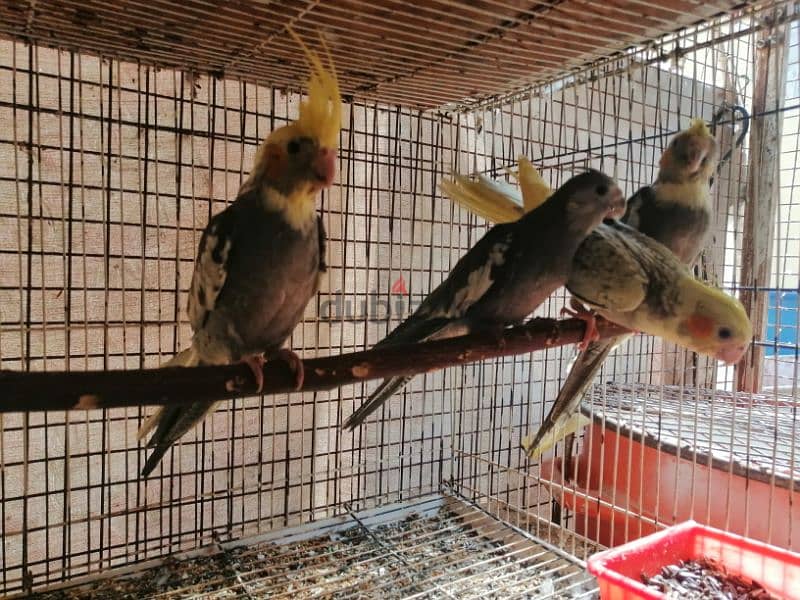 freindly cockatiel chicks for sale only 0