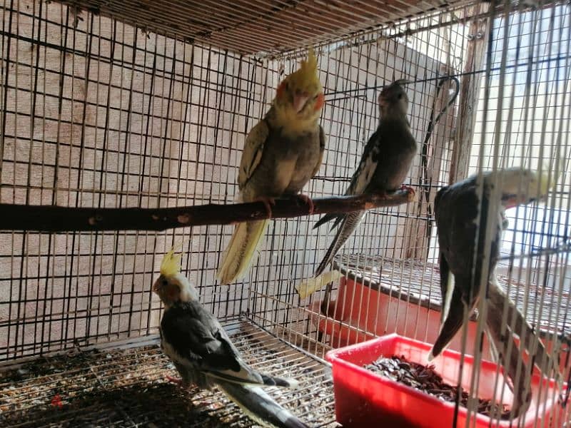 freindly cockatiel chicks for sale only 1