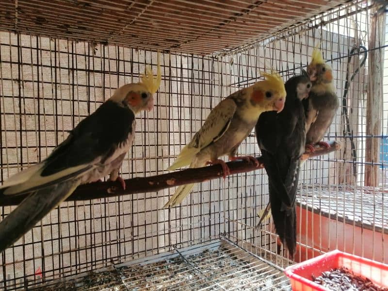 freindly cockatiel chicks for sale only 2