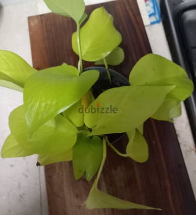 home grown plants for sale