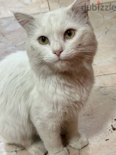 Cat White color