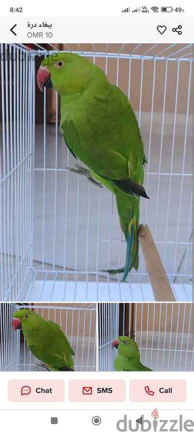 Parrot for sale