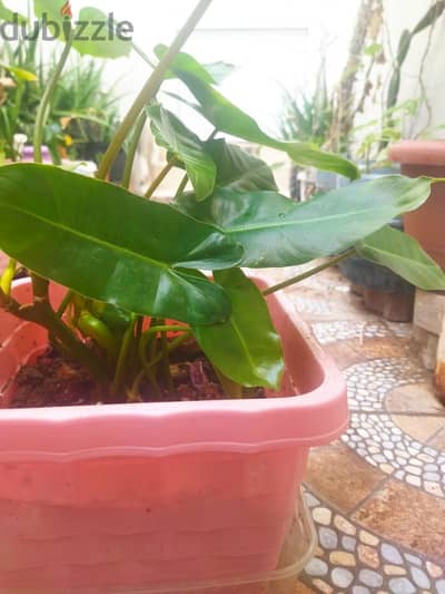 philodendrons ( Indoor plant )